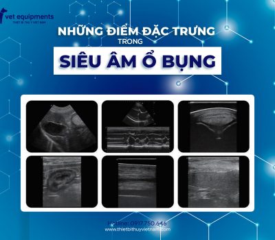 Những điểm đặc trưng trong siêu âm ổ bụng thú y