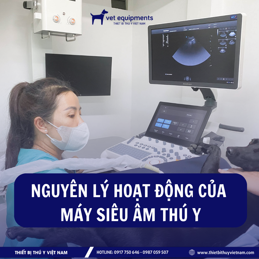 Tư vấn