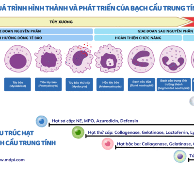 BẠCH CẦU TRUNG TÍNH: QUÁ TRÌNH HÌNH THÀNH & PHÁT TRIỂN